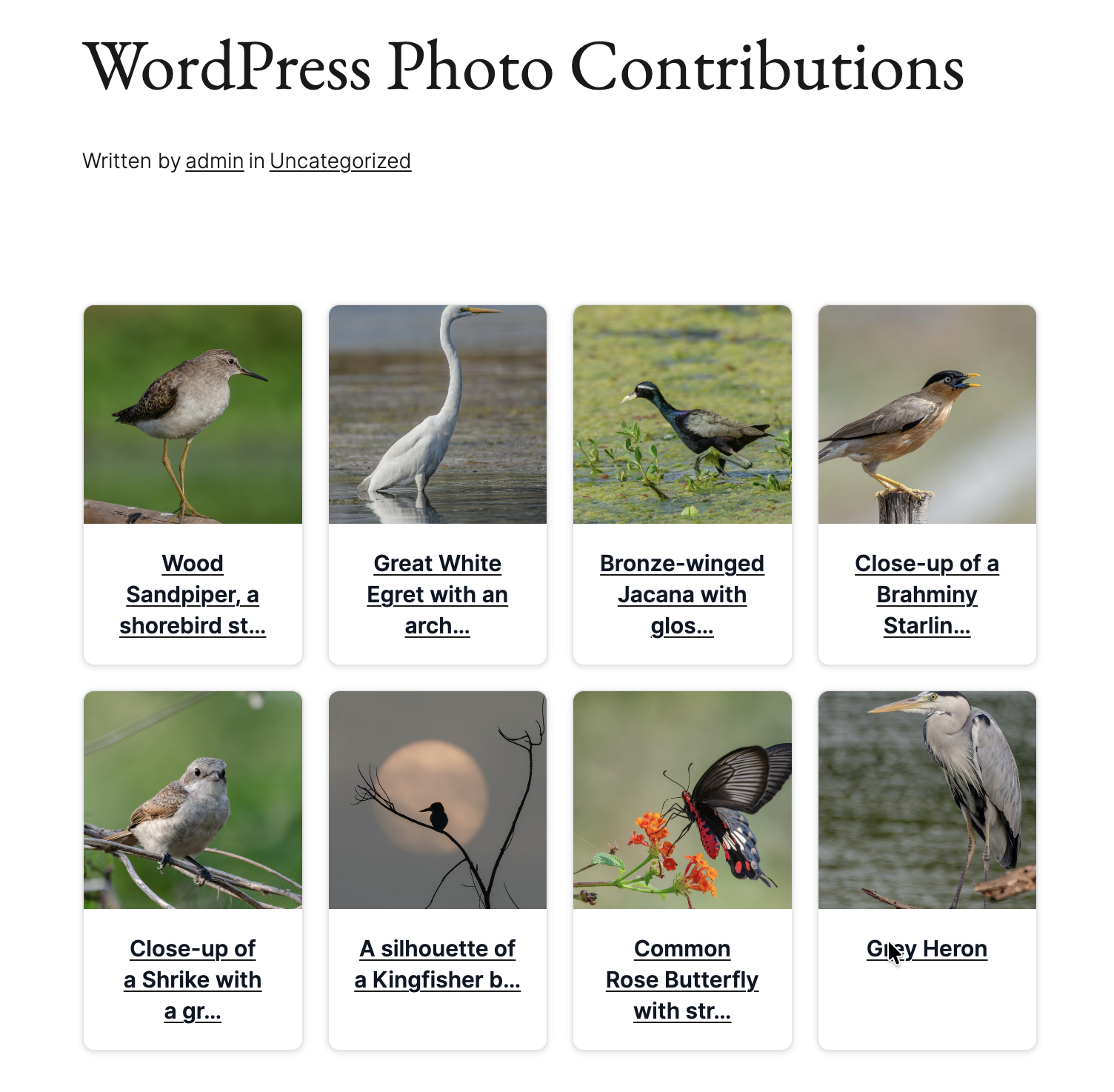 Modern card style display on the frontend