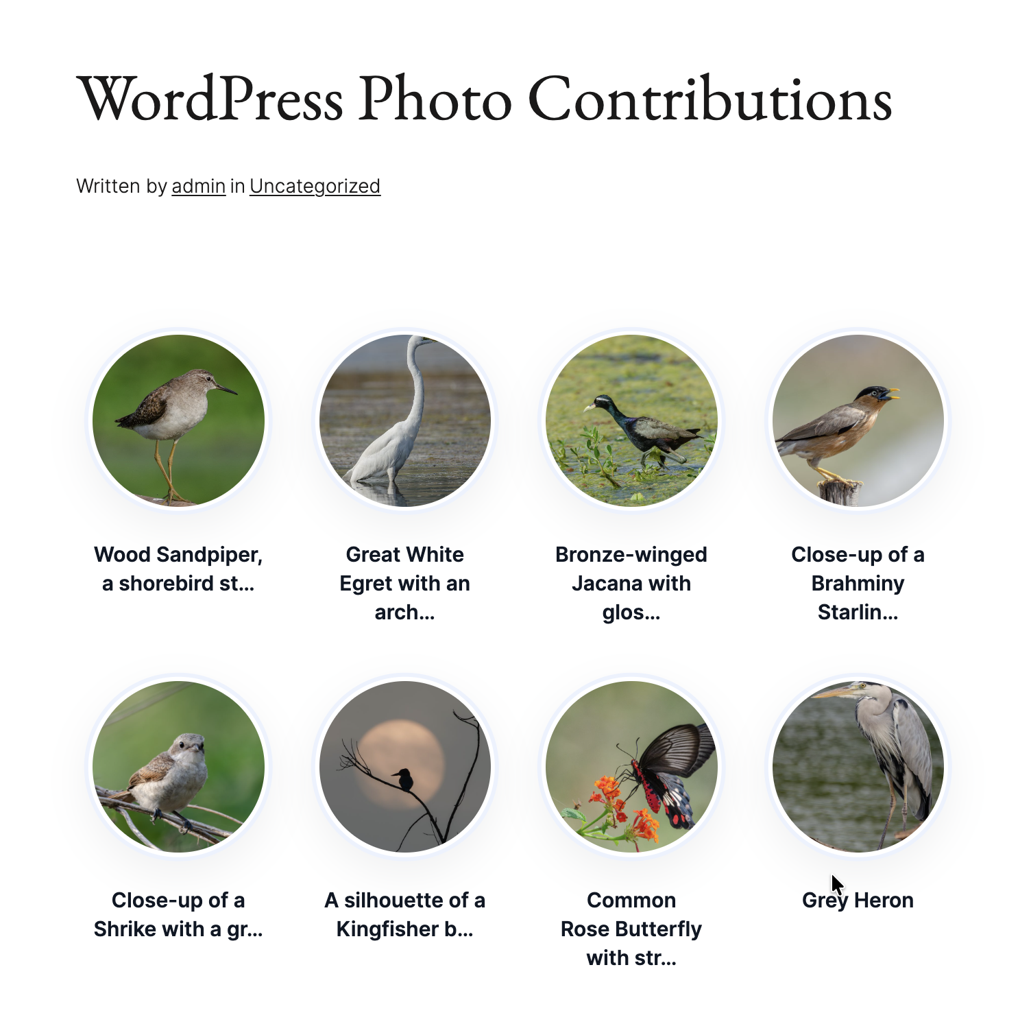 Circle card style display on the frontend