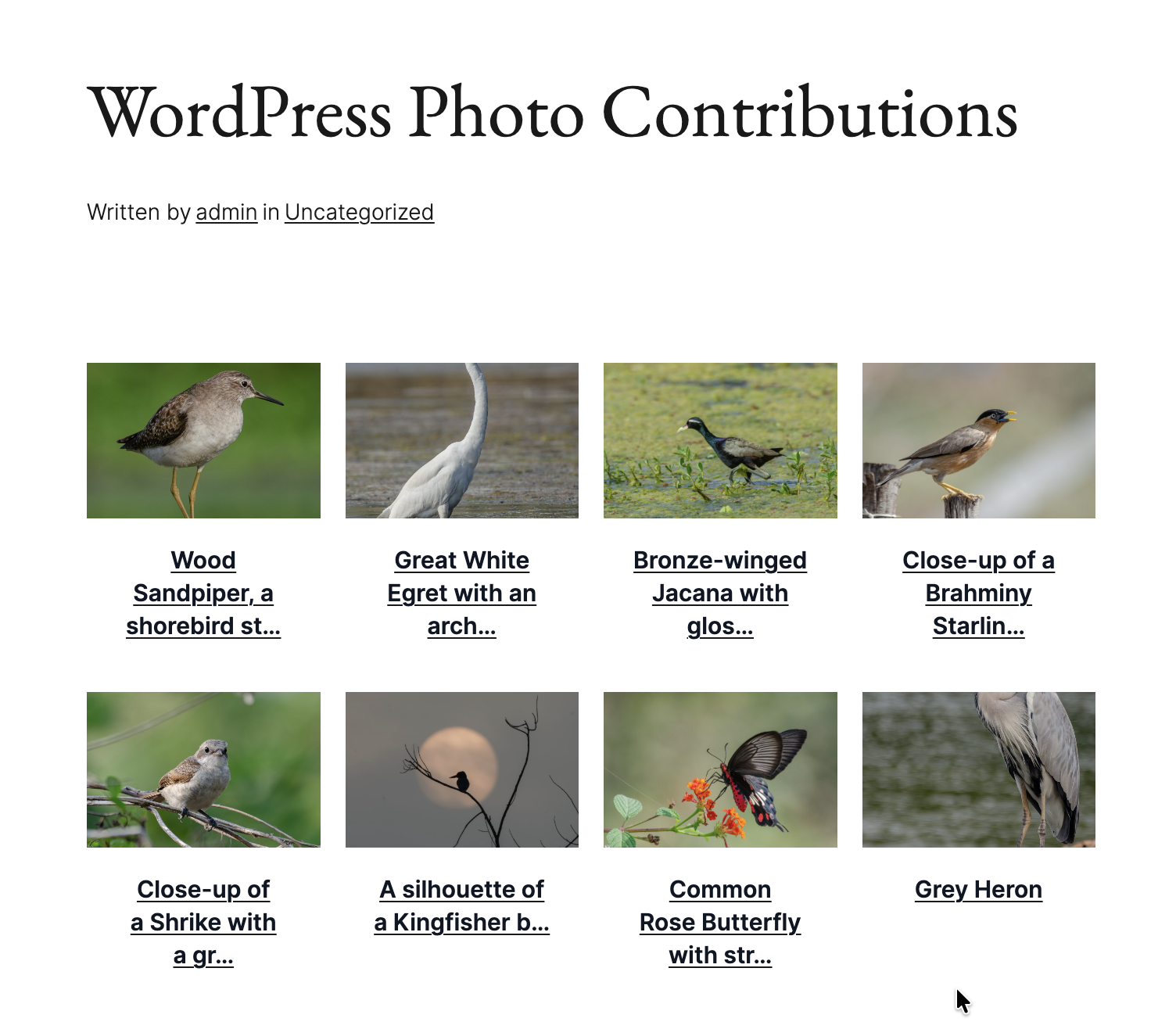 Fixed Height card style display on the frontend