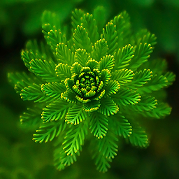 Evergreens – your best content logo