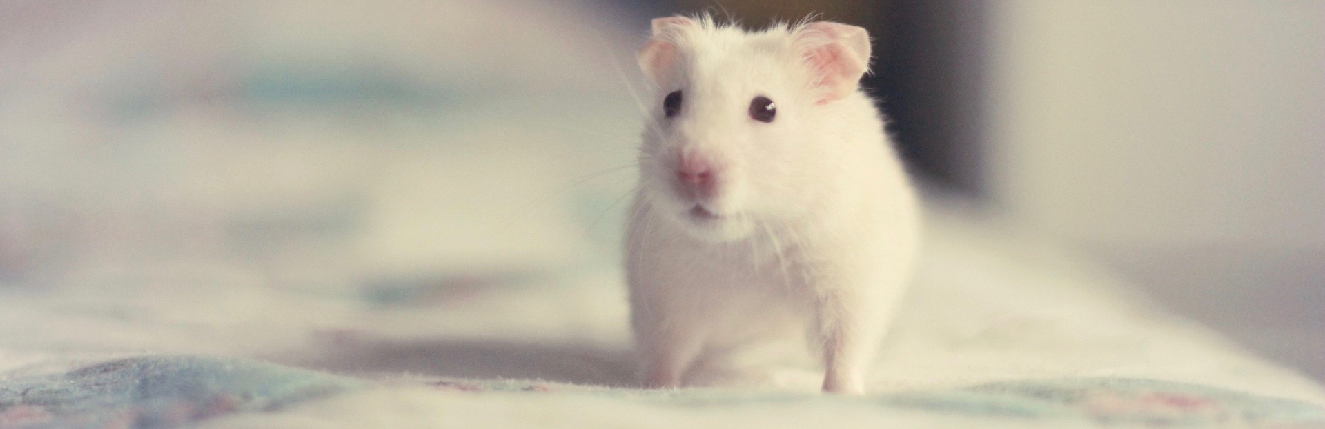 Product image for ????(Fat Rat Collect) ????????????????, ???????????????????????????.