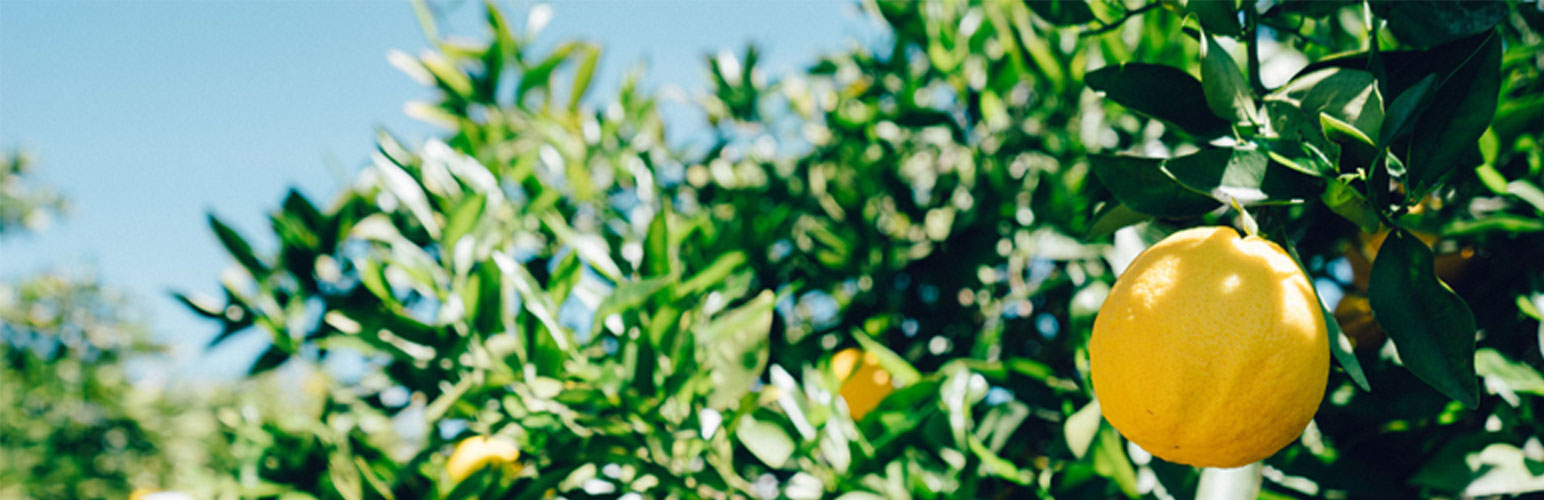 Genesis Featured Image Header