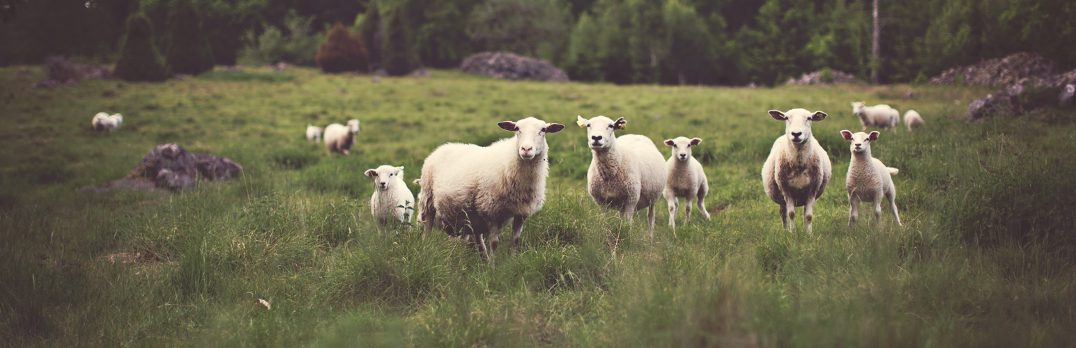 Jetpack Widget Visibility – Query Args