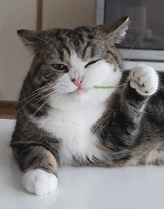 It's a shortcode, you can't really do it justice with a screenshot, so here's a picture of Maru the cat.