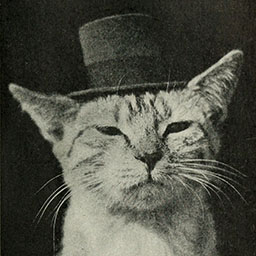 Primary Cat logo