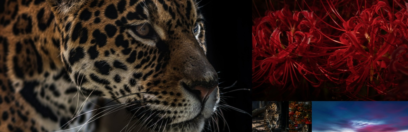 Image Quality Control | Still BE