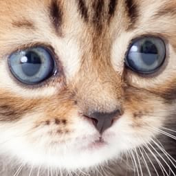 tabbyページ Сумка Coach Tabby CAM87 B4DB8 Рожевий | evzuttya.com.ua