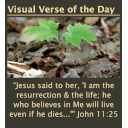 Visual Bible Verse of the Day Widget Icon